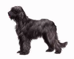 Briard dog graphics