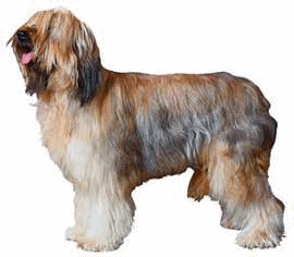 Briard dog graphics