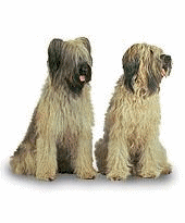 Briard dog graphics