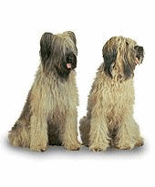 Briard