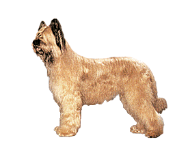 Briard dog graphics