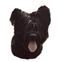 Briard dog graphics
