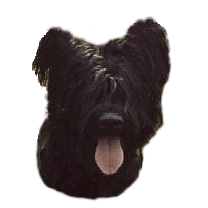 Briard dog graphics