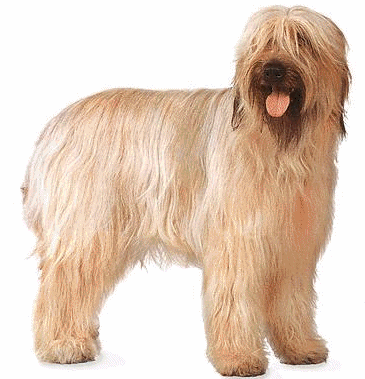 Briard