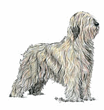 Briard dog graphics