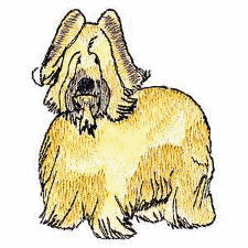 Briard