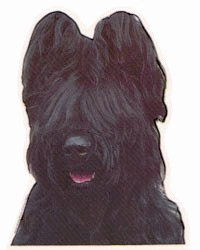 Briard