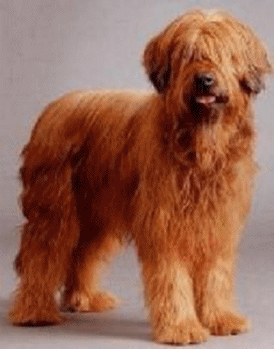 Briard