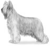 Briard