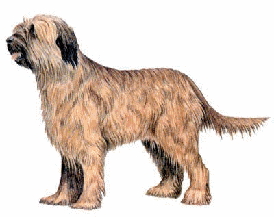 Briard