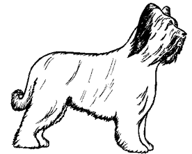 Briard