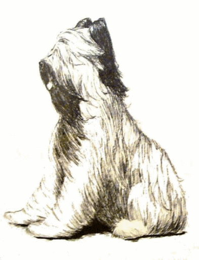 Briard dog graphics