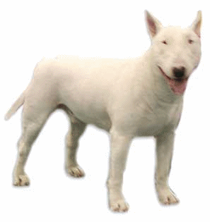 Bull terrier