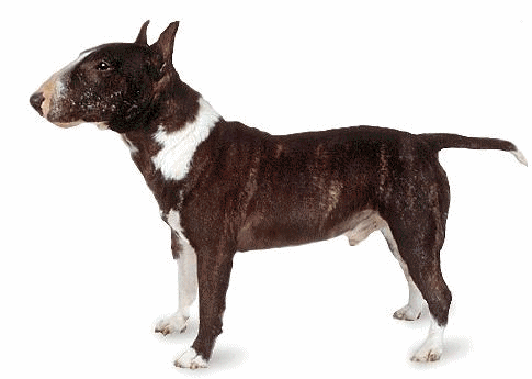 Bull terrier