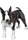 Bull terrier dog graphics