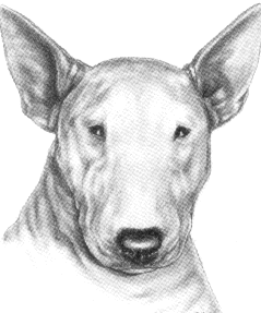 Bull terrier dog graphics