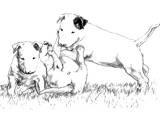 Bull terrier dog graphics