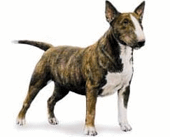 Bull terrier