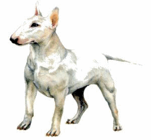 Bull terrier dog graphics