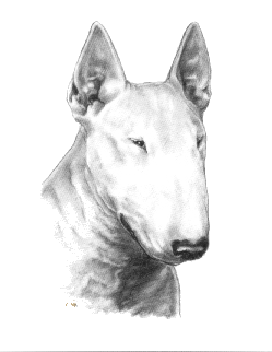 Bull terrier