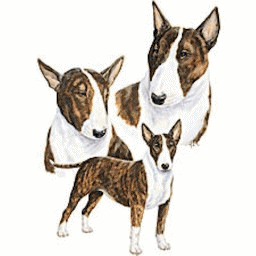 Bull terrier dog graphics