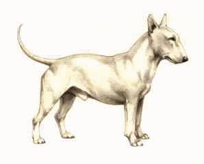 Bull terrier