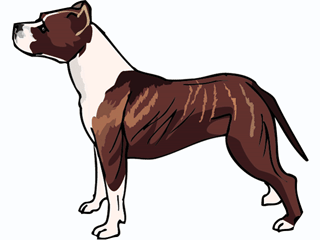 Bull terrier dog graphics