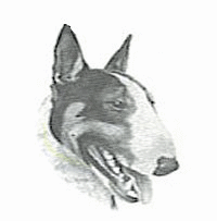 Bull terrier dog graphics