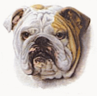 Bulldog dog graphics