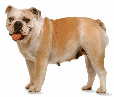 Bulldog dog graphics