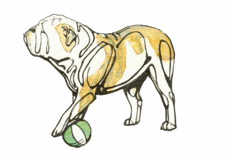 Bulldog dog graphics