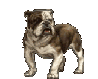 Bulldog dog graphics