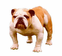 Bulldog dog graphics