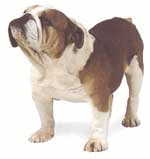 Bulldog dog graphics