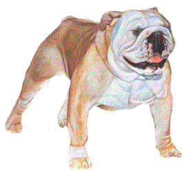 Bulldog dog graphics