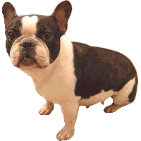 Bulldog dog graphics