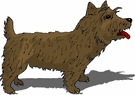 Cairn terrier