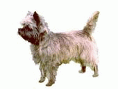 Cairn terrier