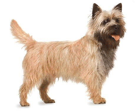 Cairn terrier dog graphics