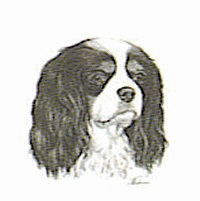 Cavelier dog graphics