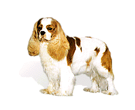 Cavelier dog graphics