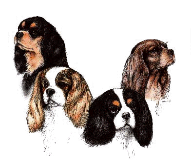 Cavelier dog graphics
