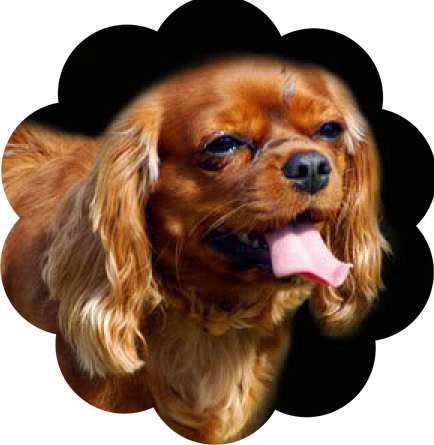 Cavelier dog graphics