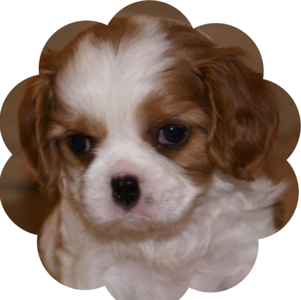 Cavelier dog graphics