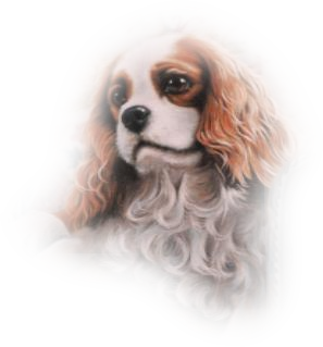 Cavelier dog graphics