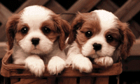 Cavelier dog graphics