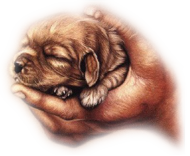 Cavelier dog graphics