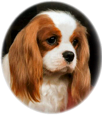 Cavelier dog graphics