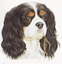 Cavelier dog graphics