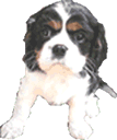 Cavelier dog graphics